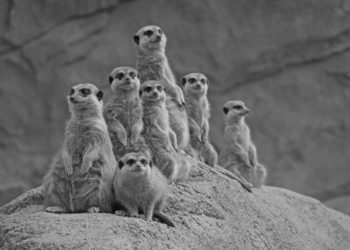 Zoo Hoyerswerda: Verschüttete Erdmännchen gefunden. Zwei Neuzugänge