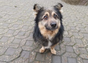 Lausitzer Tiere: Henry möchte bei dir einziehen