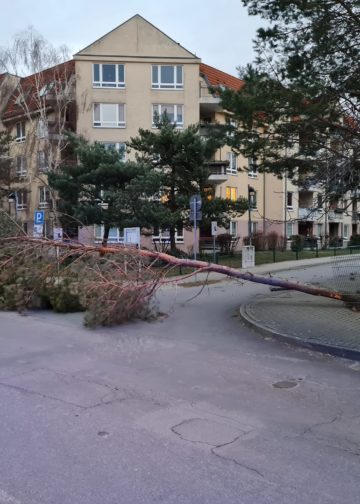 UmgestUmgestürzter Baum in Beeskow, FFW Beeskowürzter Baum in Beeskow
