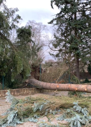 Schäden und umgestürzte Bäume im Tierpark Weißwasser