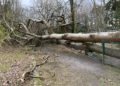 Schäden und umgestürzte Bäume im Tierpark Weißwasser