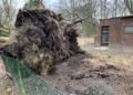 Schäden und umgestürzte Bäume im Tierpark Weißwasser