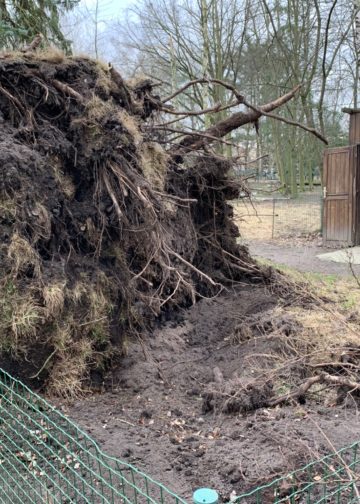 Schäden und umgestürzte Bäume im Tierpark Weißwasser
