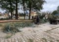 Schäden und umgestürzte Bäume im Tierpark Weißwasser