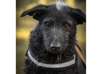 Balu_Tierheim Cottbus