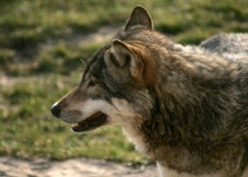 Zwei Wölfe zwischen Schlieben und Kolochau getötet; Symbolbild, Peter Reinäcker, www.pixelio.de
