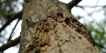 Baum_Symbolbild