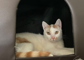 Klausi_Tierhilfe Südbrandenburg