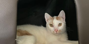 Klausi_Tierhilfe Südbrandenburg
