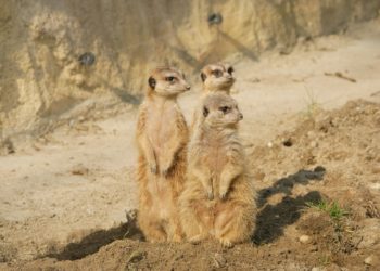 Erdmännchen Stefanie Jürß