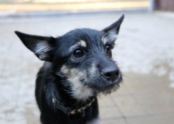 Marcy Tierschutzligadorf Neuhausen/Spree