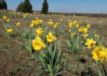 Findlingspark Nochten lädt zum Frühlingsfest
