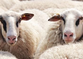 Brandenburg: Tiertransporte nach Russland, Belarus und Ukraine gestoppt