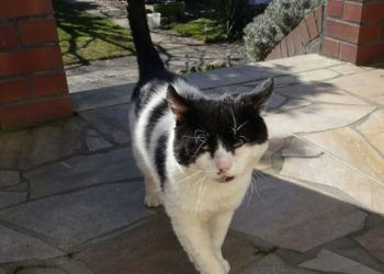 Tierhilfe Südbrandenburg