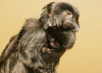 Zoo Hoyerswerda_Stefanie Jürß