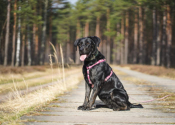 Tierschutzligadorf Neuhausen/Spree