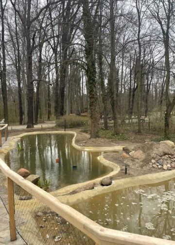 Neugestaltung im Tierpark Cottbus. Kapuzinergehege, Schlangenspielplatz, Gaststätte