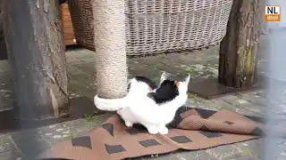 Auszeichnung für Cottbuser Tierheim. Tierheimplakette verliehen