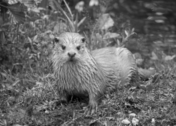 Zoo Hoyerswerda trauert um Fibi. Fischotterweibchen eingeschläfert