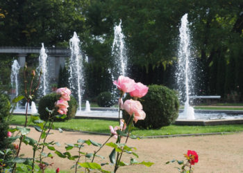 Ostdeutscher Rosengarten in Forst startet in die neue Saison