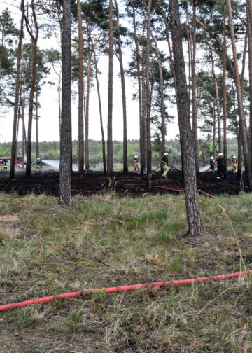 1,5ha Waldbrand an der Dubener Platte bei Luckau forderte Feuerwehren; Foto: Blaulichtreport Lausitz