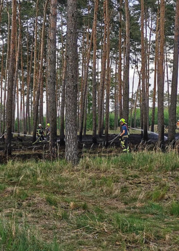 1,5ha Waldbrand an der Dubener Platte bei Luckau forderte Feuerwehren; Foto: Blaulichtreport Lausitz