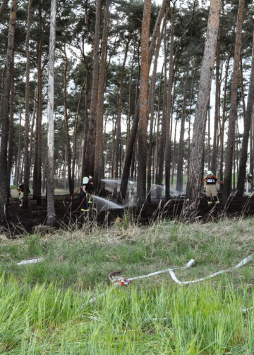 1,5ha Waldbrand an der Dubener Platte bei Luckau forderte Feuerwehren; Foto: Blaulichtreport Lausitz