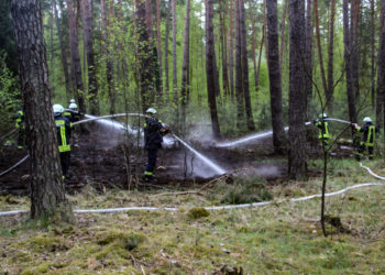 Ermittlungen nach Waldbrand in Neuhausen