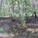 Waldbrand Nordstrand Stausee bei Klein Döbbern; Foto: Blaulichtreport Lausitz