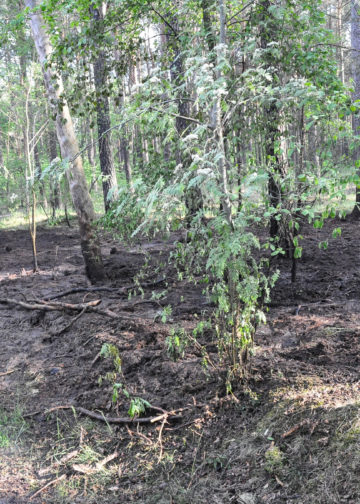 Waldbrand Nordstrand Stausee bei Klein Döbbern; Foto: Blaulichtreport Lausitz