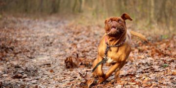 Bordeauxdogge als vermuteter Angriffshund; Symbolbild