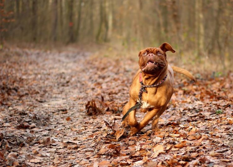 Bordeauxdogge als vermuteter Angriffshund; Symbolbild