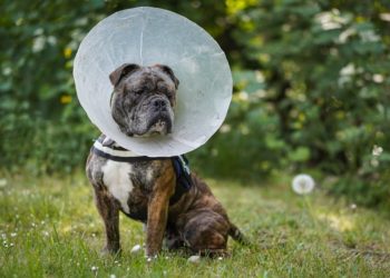 Tierschutzverein Cottbus e.V.