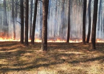 Waldbrand in Märkische Heide fordert Feuerwehren