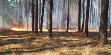 Der Waldbrand forderte die Einsatzkräfte über zwei Stunden (Bild: FFW Groß Leuthen)