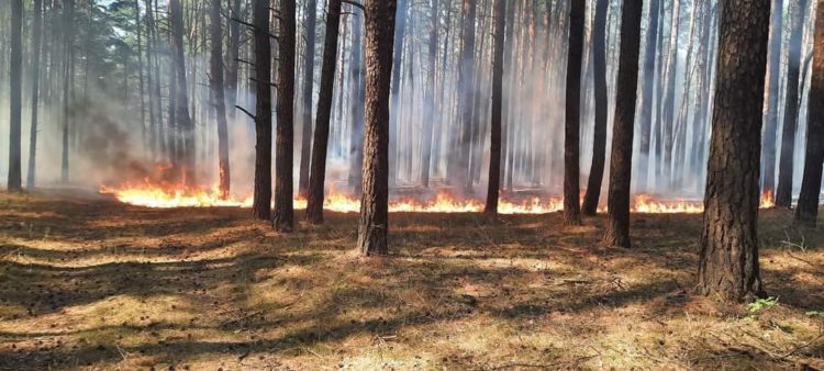 Der Waldbrand forderte die Einsatzkräfte über zwei Stunden (Bild: FFW Groß Leuthen)
