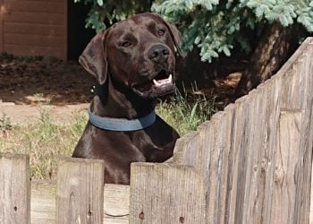 Tierhilfe Südbrandenburg