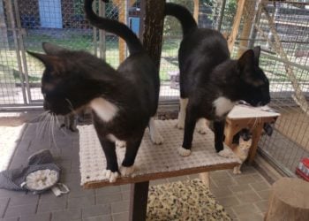 Lausitzer Tiere: Katzenbabys Alma und Anna suchen ein Zuhause