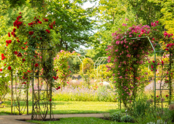 Ausblick auf Forster Rosengartenfesttage. Buntes Familienprogramm