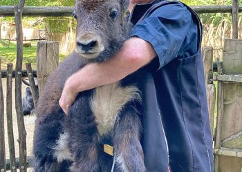 Nachwuchs im Tierpark Görlitz: Yakkalb Yakeline geboren