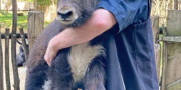 Tierparkdirektor Dr. Sven Hammer mit der drei Wochen alten Yakeline auf dem Arm  (Foto: www.zoo-goerlitz.de, C. Hammer)