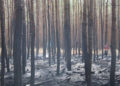 Waldbrand zwischen Spremberg und Graustein; Fotos: Blaulichtreport Lausitz
