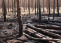 Waldbrand zwischen Spremberg und Graustein; Fotos: Blaulichtreport Lausitz