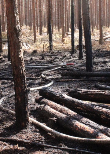 Waldbrand zwischen Spremberg und Graustein; Fotos: Blaulichtreport Lausitz
