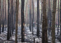 Waldbrand zwischen Spremberg und Graustein; Fotos: Blaulichtreport Lausitz