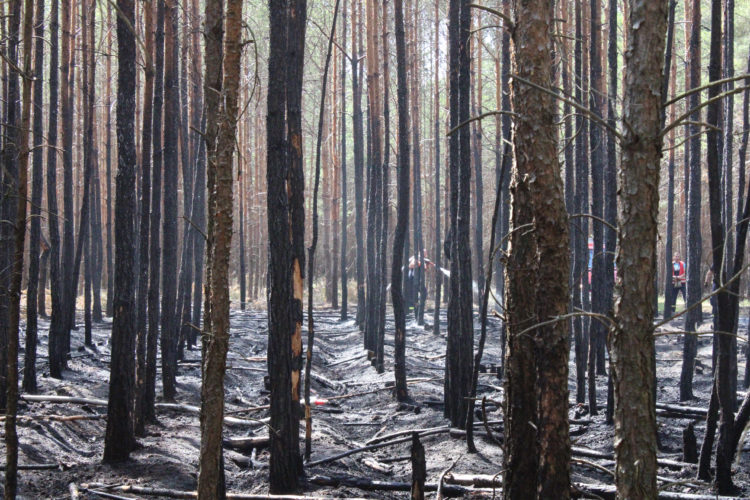 Waldbrand zwischen Spremberg und Graustein; Fotos: Blaulichtreport Lausitz