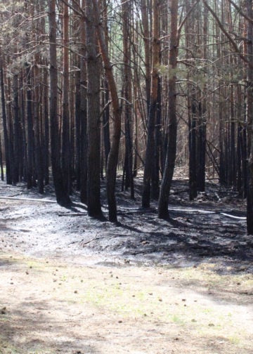 Waldbrand zwischen Spremberg und Graustein; Fotos: Blaulichtreport Lausitz
