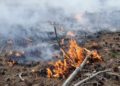 Waldbrand Lieberoser Heide; Foto: Blaulichtreport Lausitz