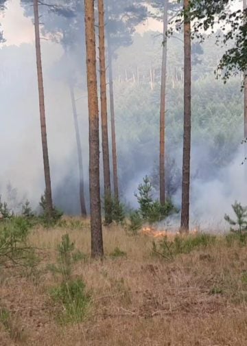 Waldbrand Lieberoser Heide; Foto: Blaulichtreport Lausitz