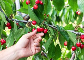 Amt für Statistik Berlin Brandenburg